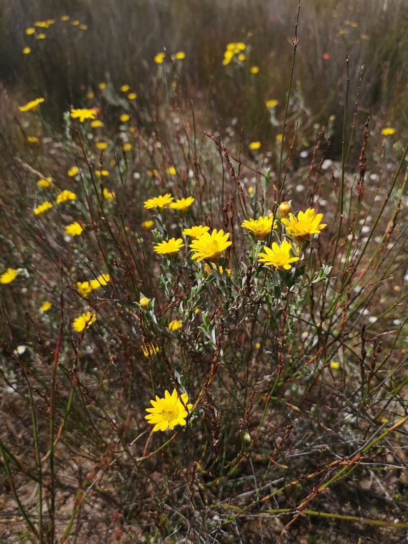 Oedera rotundifolia photo 5