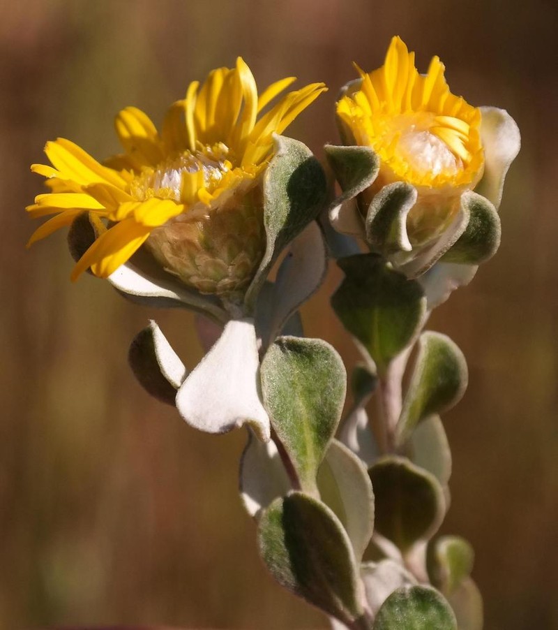 Oedera rotundifolia photo 6
