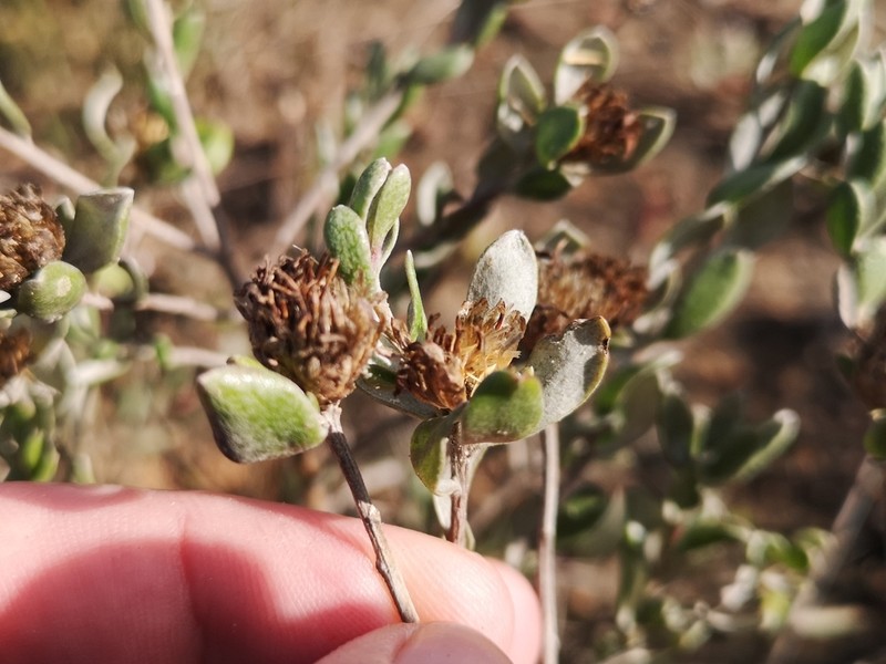 Oedera rotundifolia photo 7