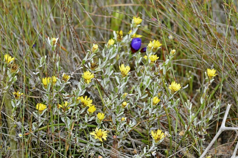 Oedera rotundifolia photo 8
