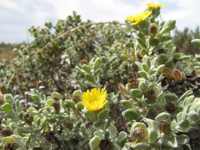 Oedera spathulifolia