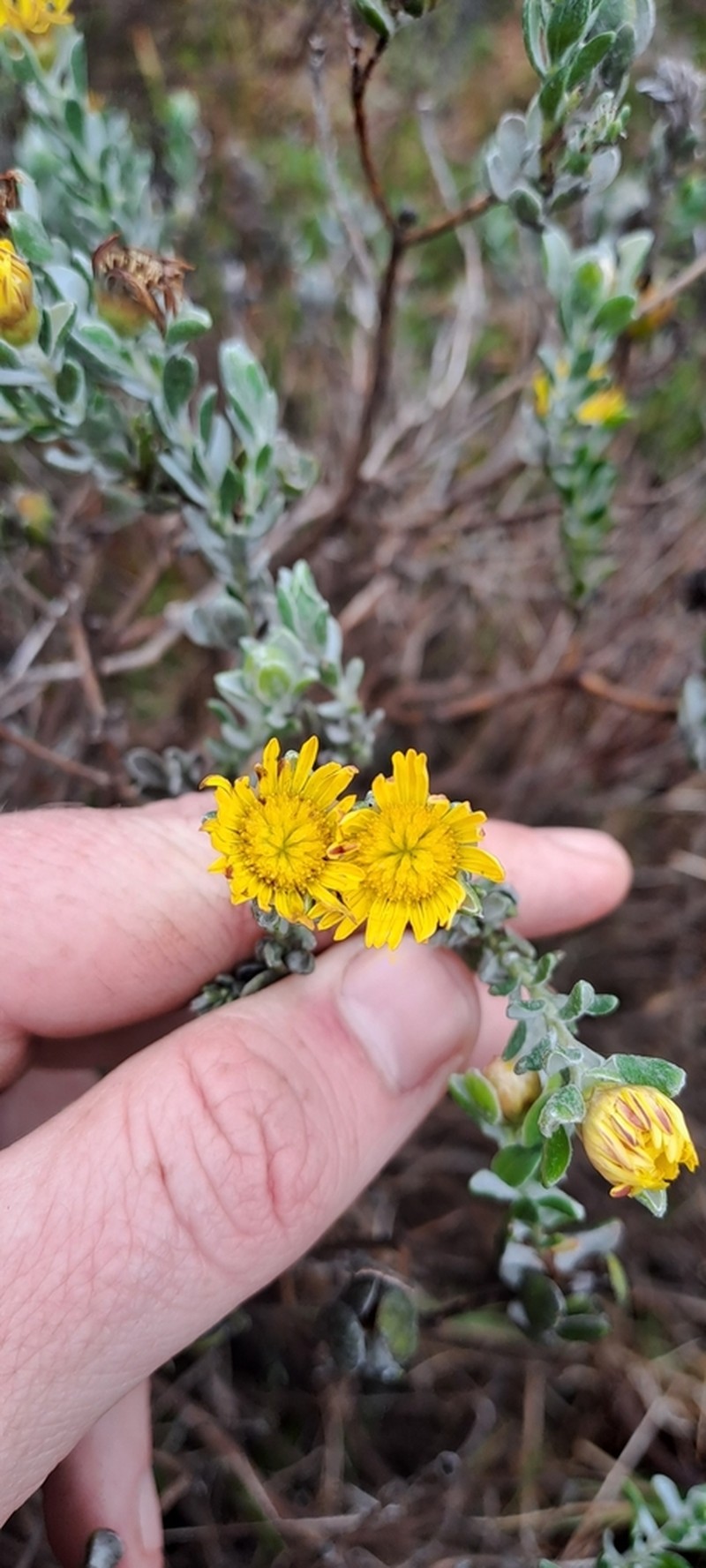Oedera spathulifolia photo 2