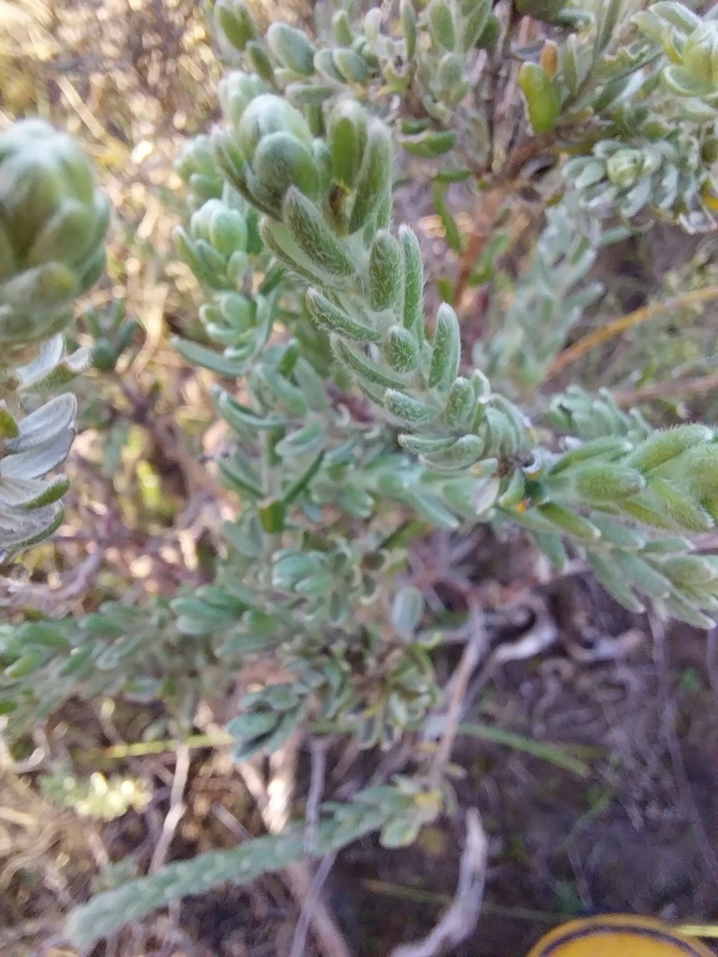 Oedera spathulifolia photo 3