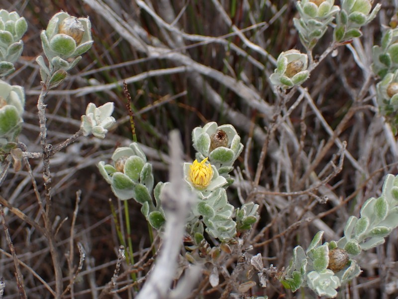 Oedera spathulifolia photo 4