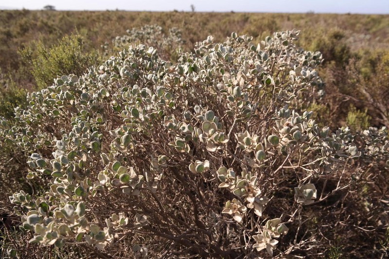 Oedera spathulifolia photo 5