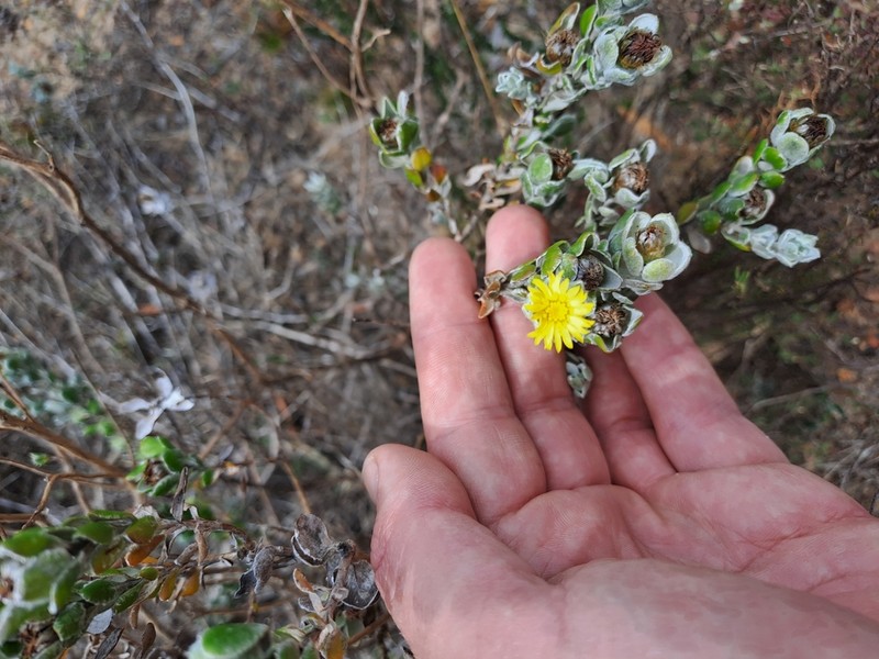 Oedera spathulifolia photo 6