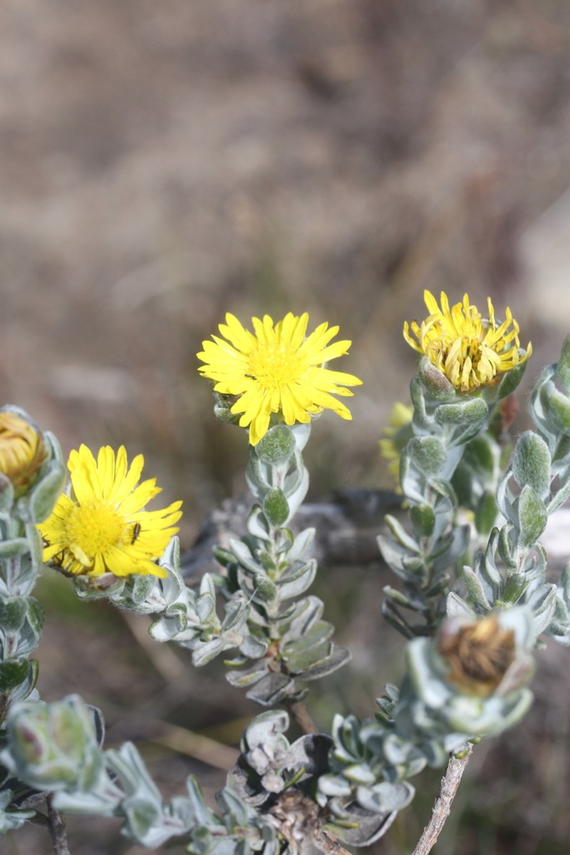 Oedera spathulifolia photo 7