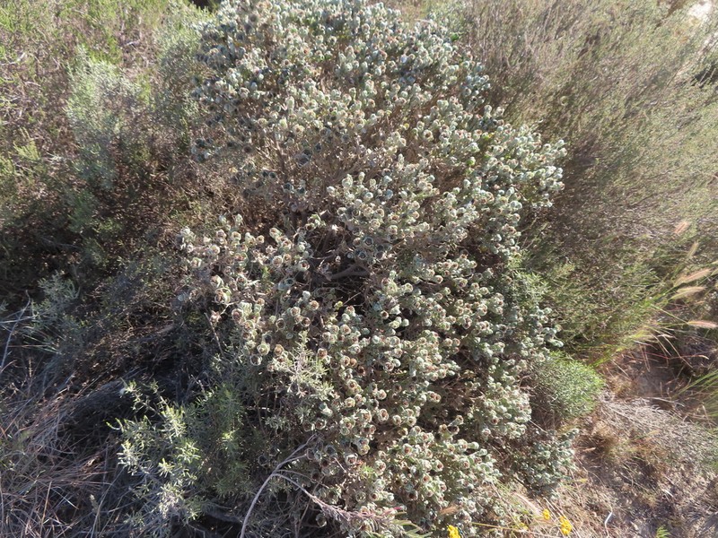 Oedera spathulifolia photo 8