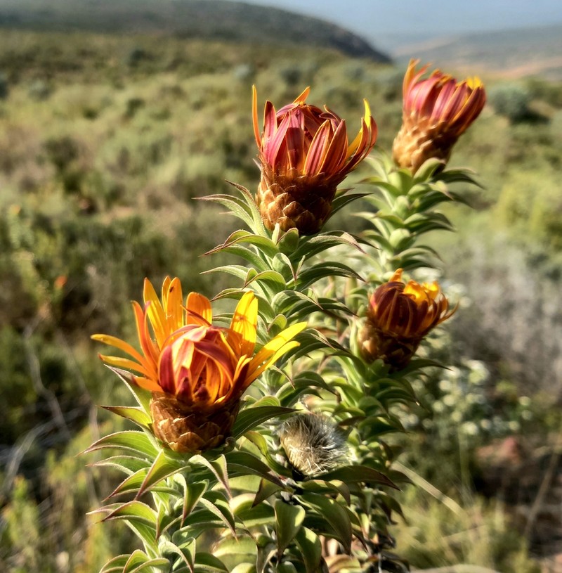 Oedera speciosa