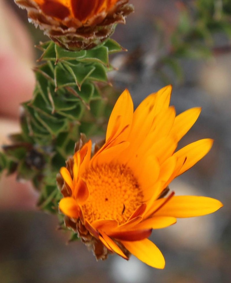 Oedera speciosa photo 2