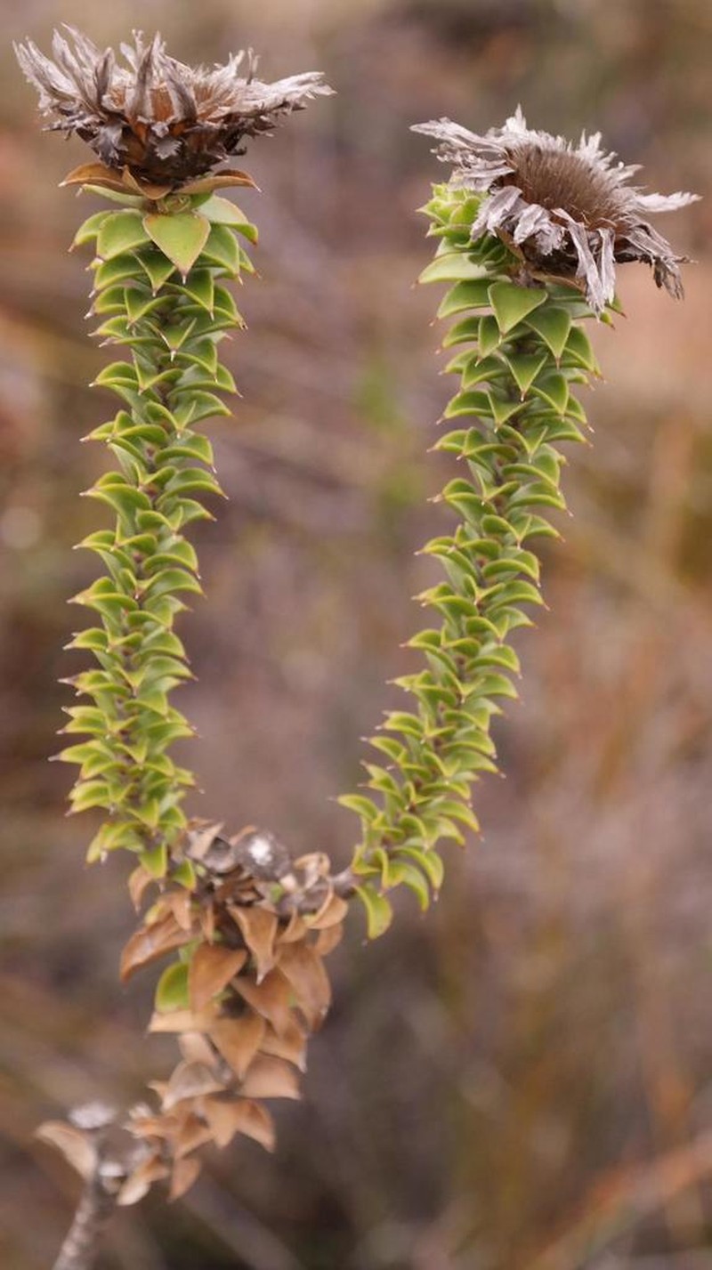 Oedera speciosa photo 3