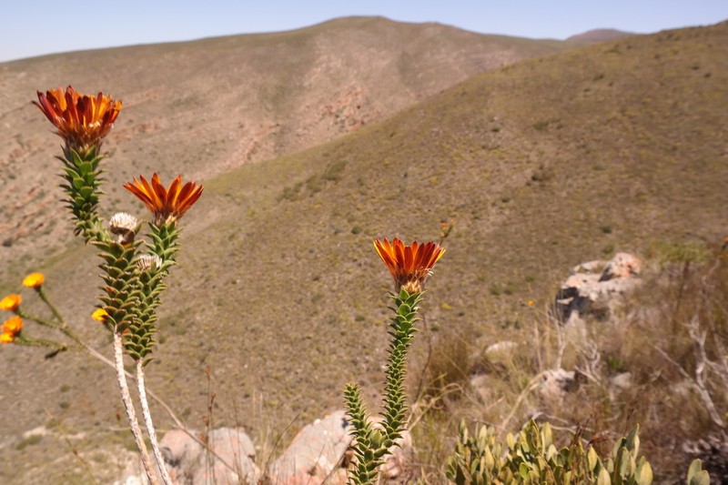Oedera speciosa photo 4