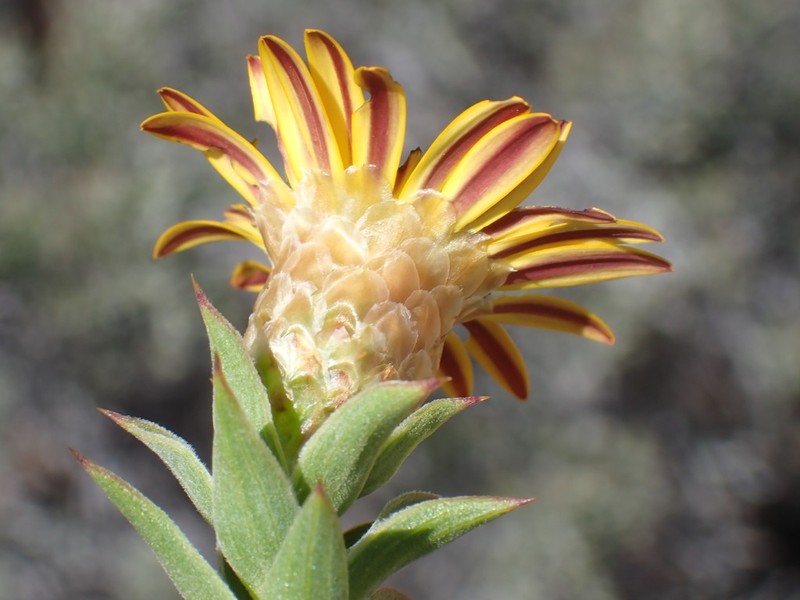 Oedera speciosa photo 5