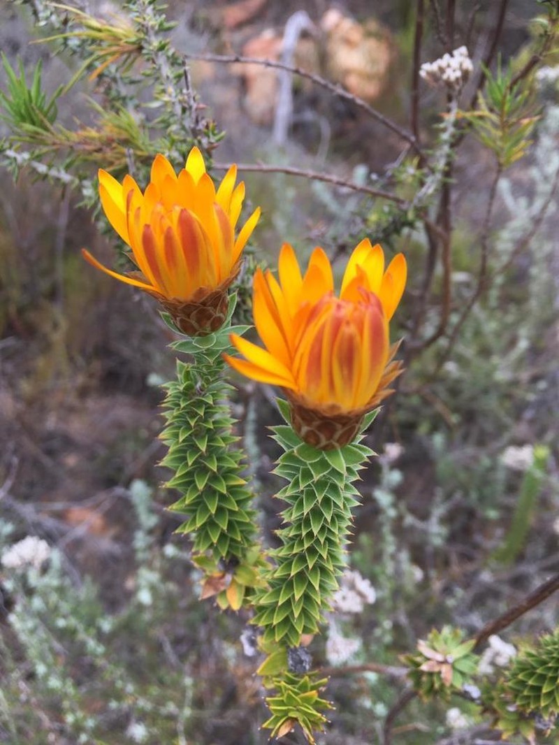 Oedera speciosa photo 6