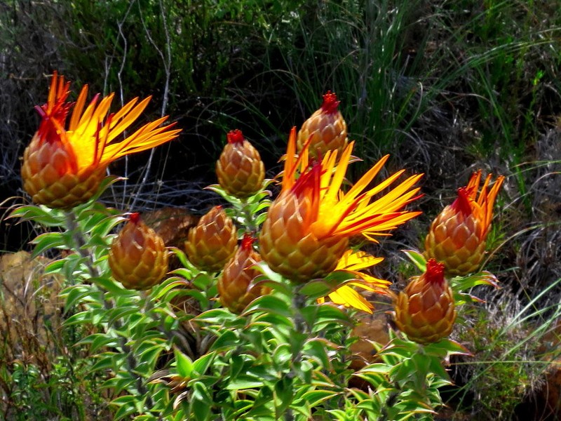 Oedera speciosa photo 7