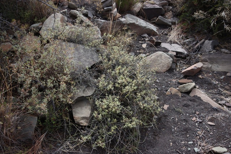 Oedera spinescens