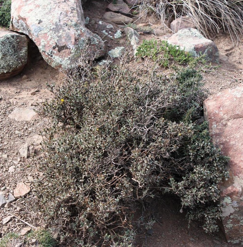 Oedera spinescens photo 2