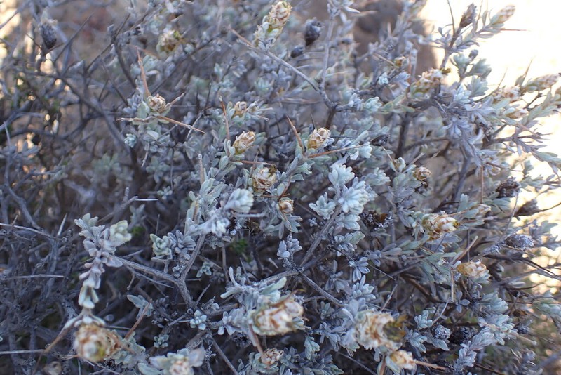 Oedera spinescens photo 3