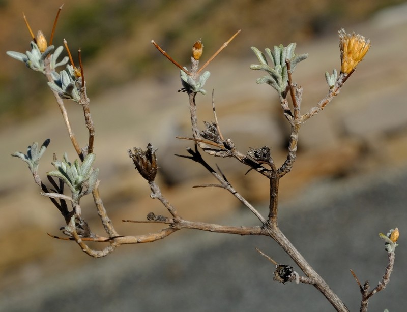 Oedera spinescens photo 4