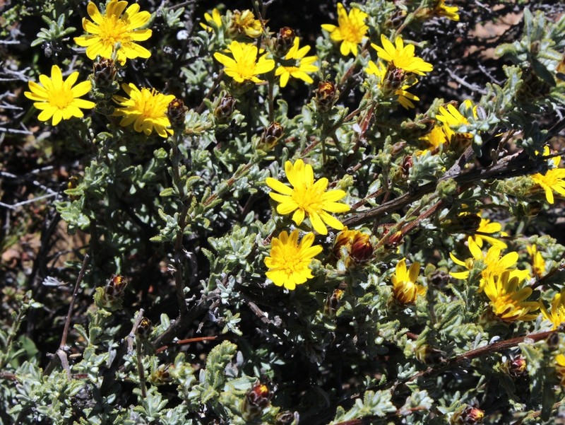 Oedera spinescens photo 5