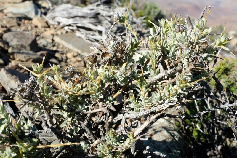 Oedera spinescens photo 6