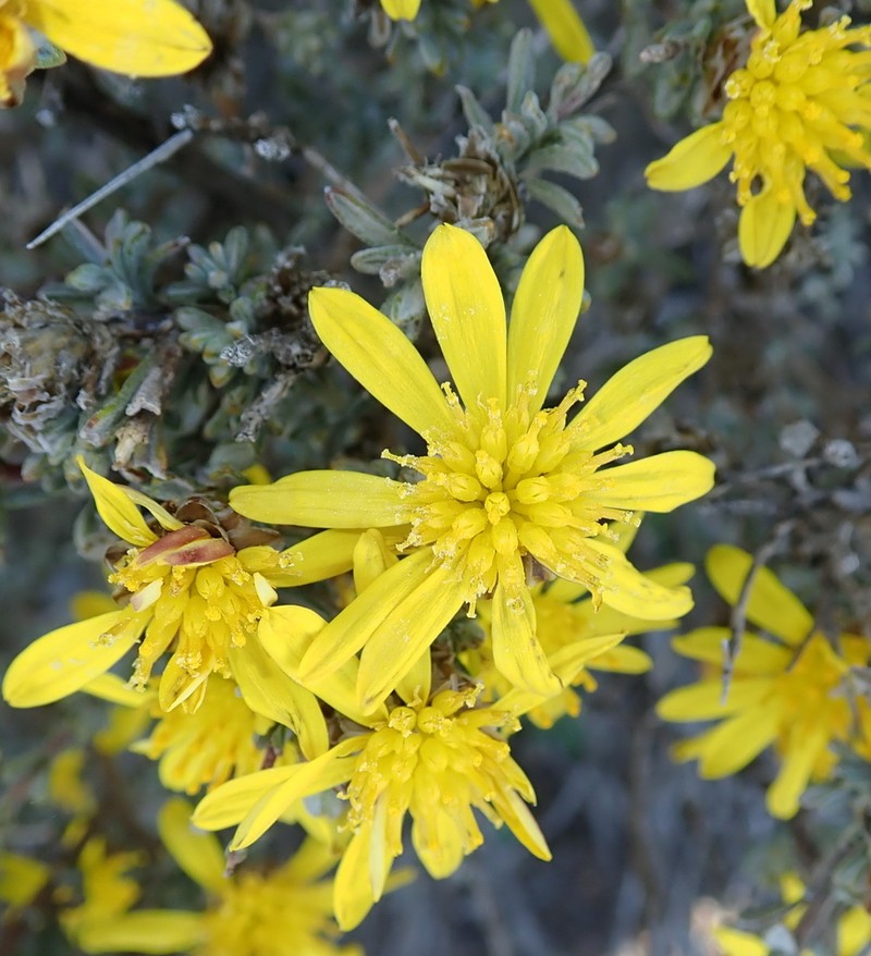 Oedera spinescens photo 7