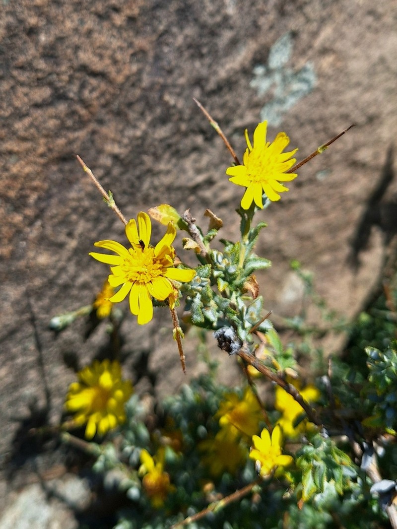 Oedera spinescens photo 8