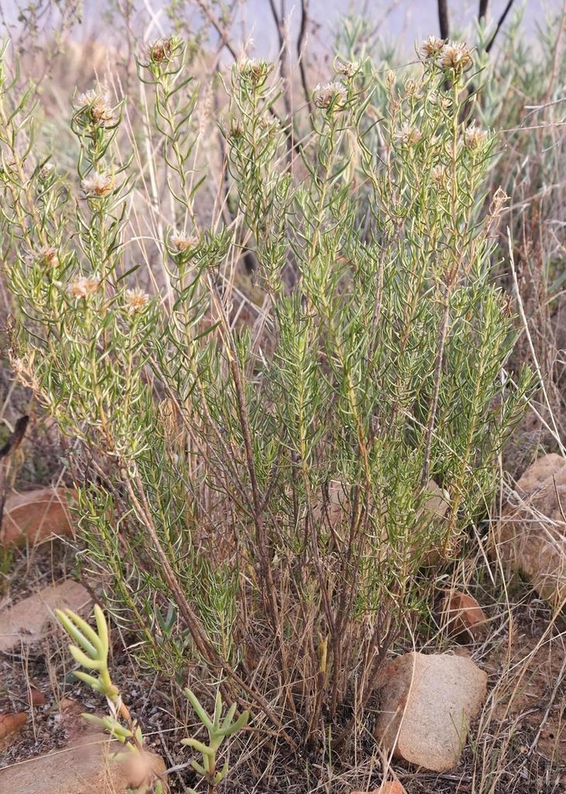 Oedera tricephala