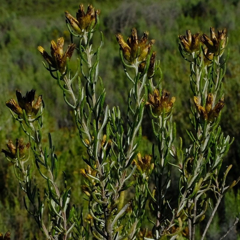 Oedera tricephala photo 3