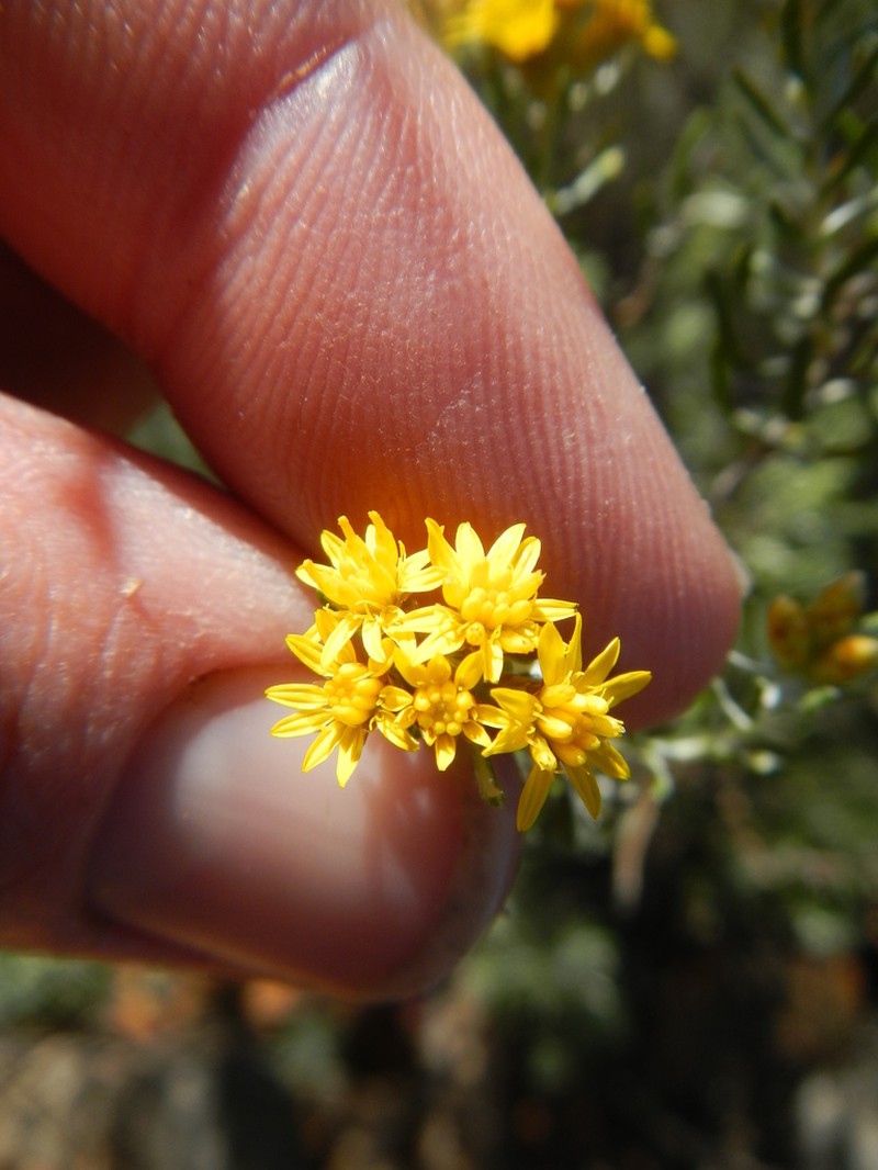 Oedera tricephala photo 4
