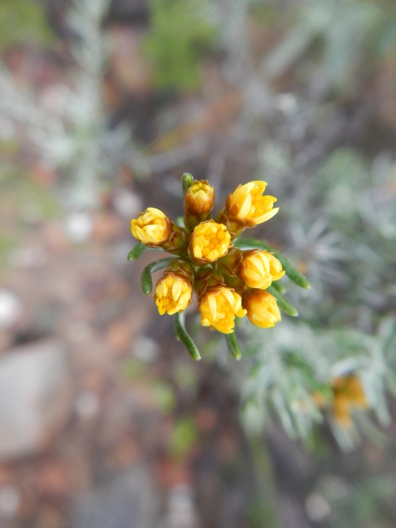 Oedera tricephala photo 5
