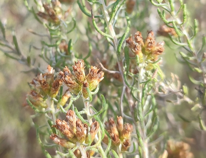 Oedera tricephala photo 6