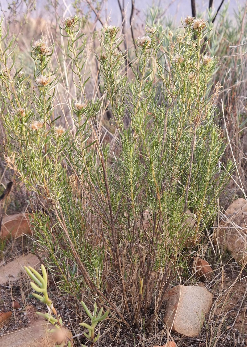 Oedera tricephala photo 8
