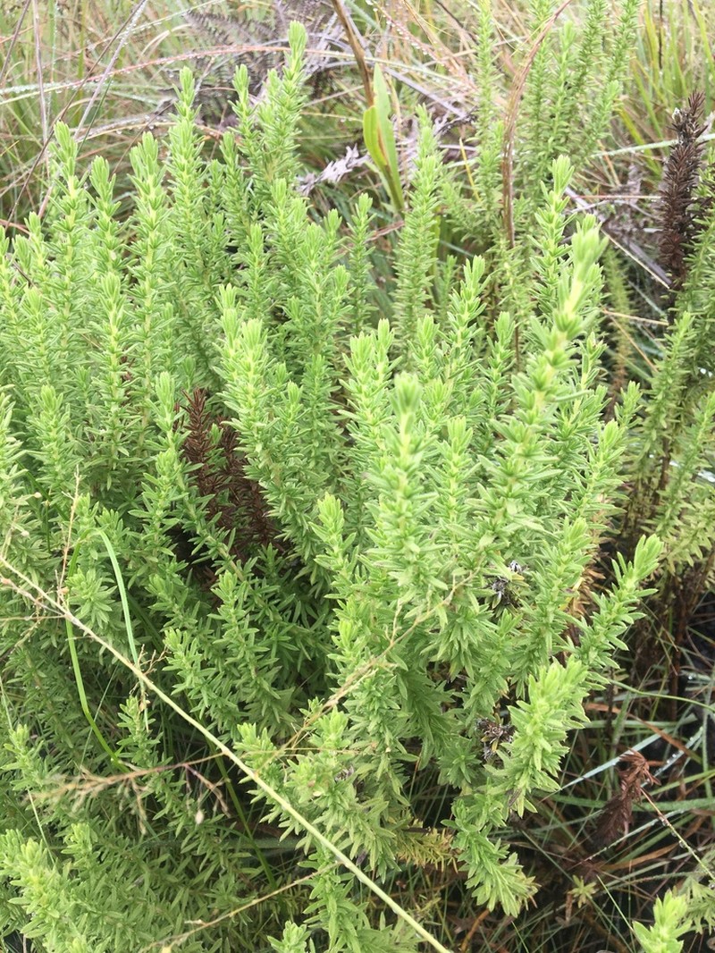 Oedera virgata photo 2