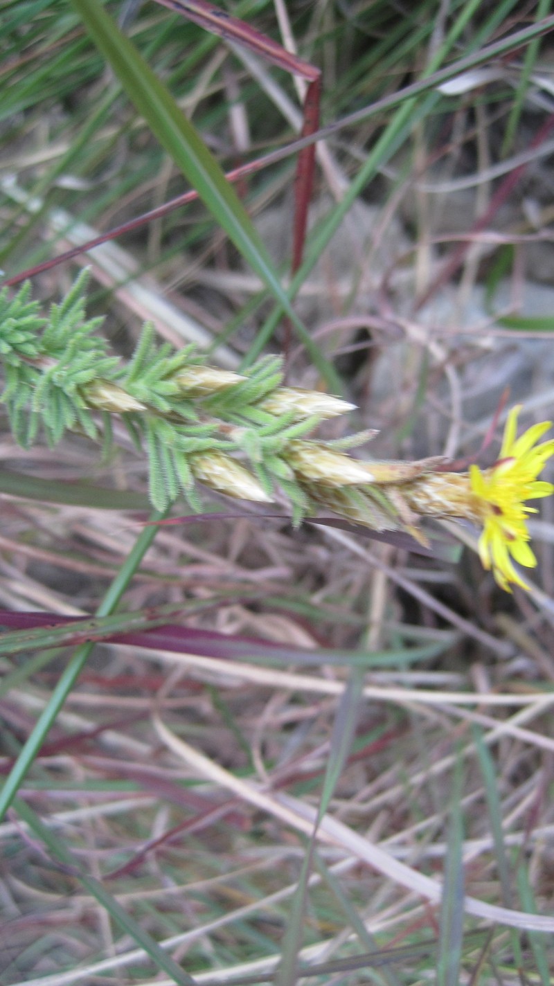 Oedera virgata photo 4