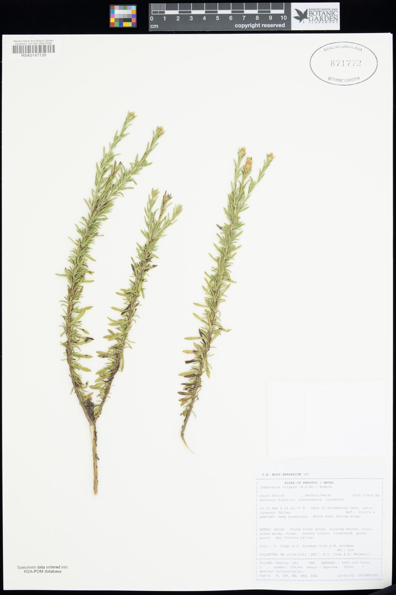 Oedera virgata photo 5