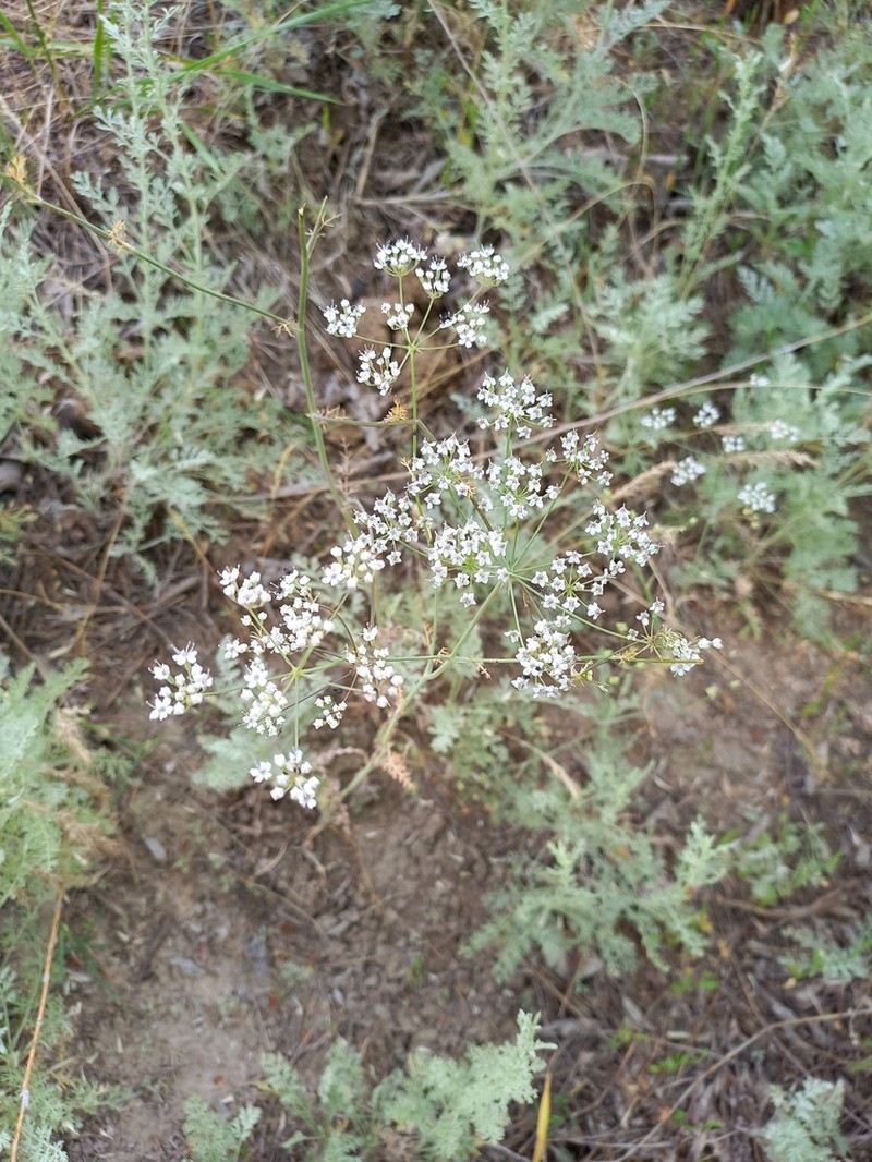 Oedibasis apiculata