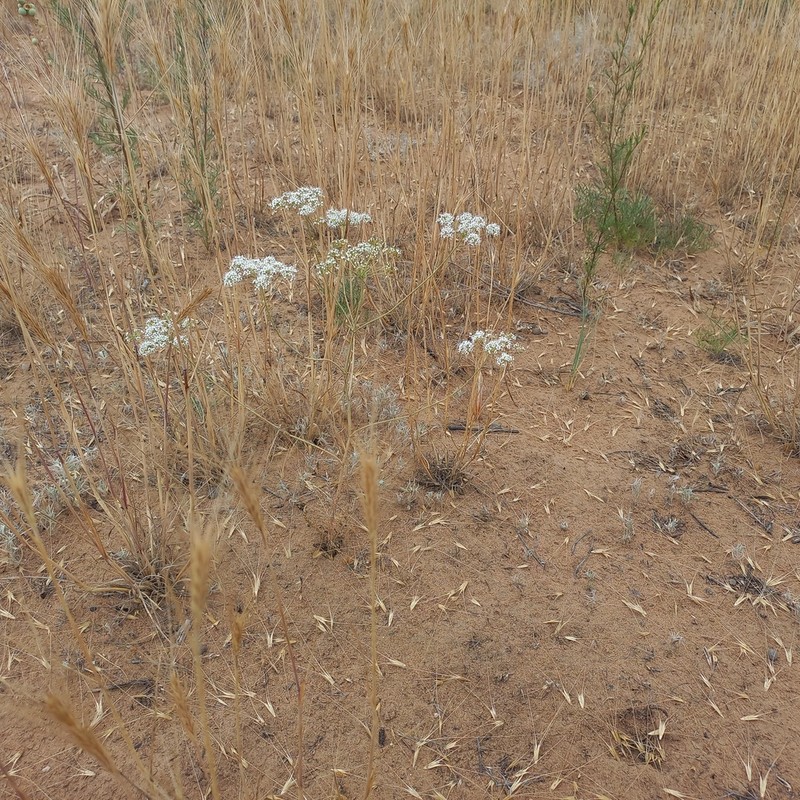 Oedibasis apiculata photo 2