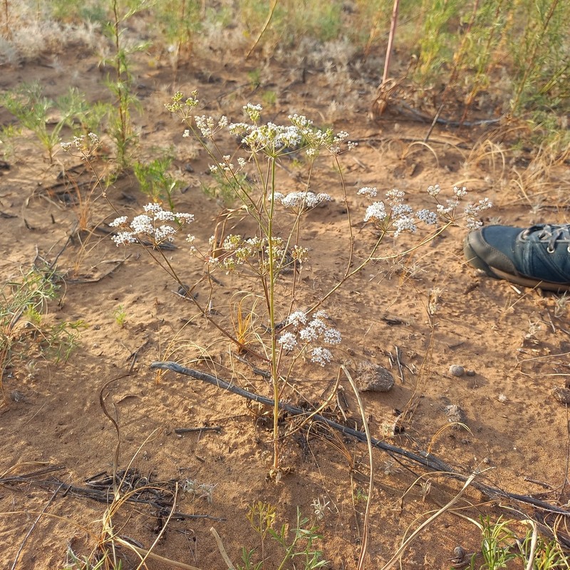 Oedibasis apiculata photo 3