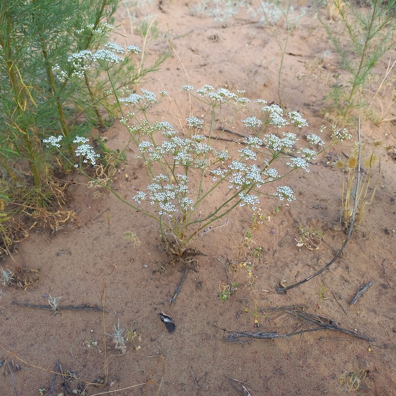 Oedibasis apiculata photo 4