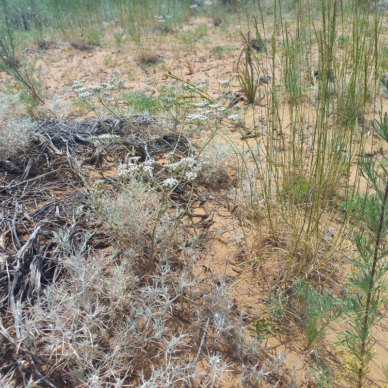 Oedibasis apiculata photo 5