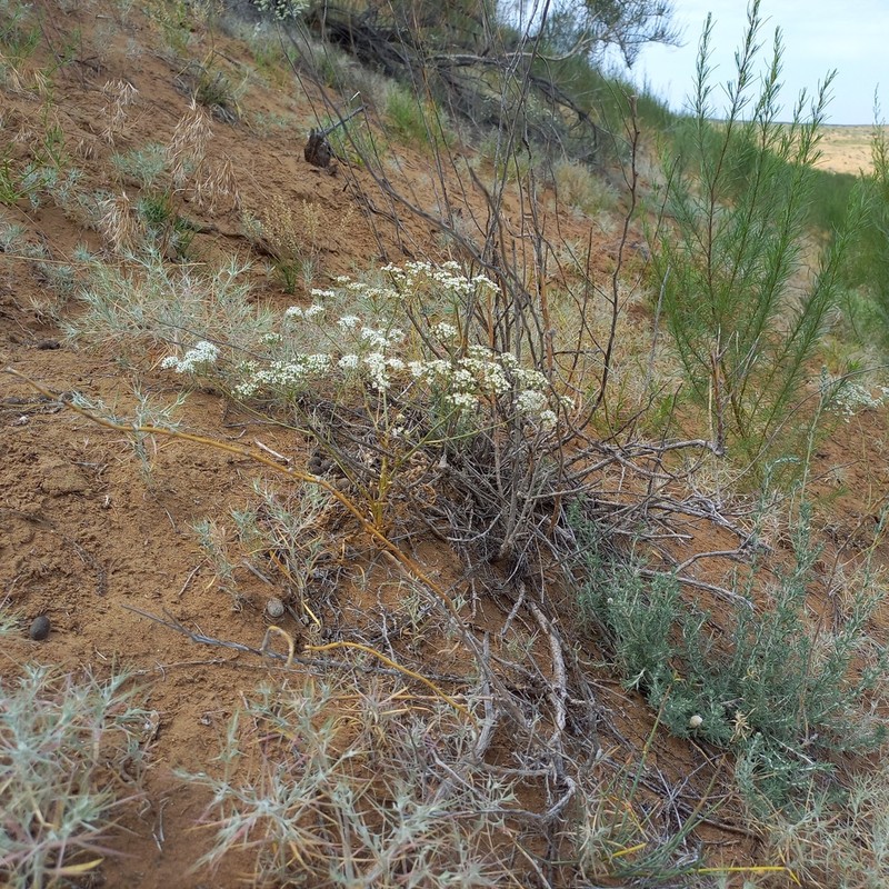 Oedibasis apiculata photo 6