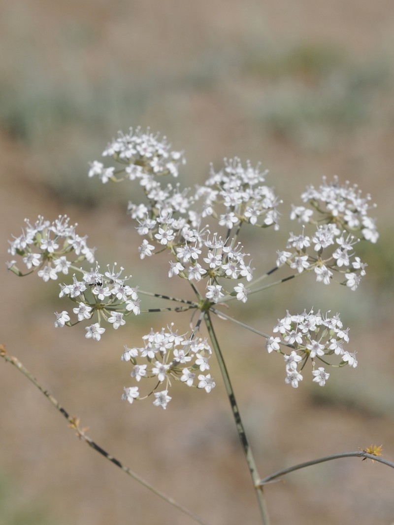 Oedibasis apiculata photo 8