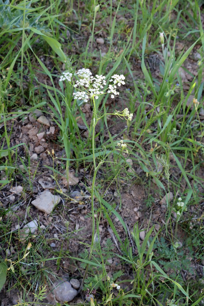 Oedibasis chaerophylloides