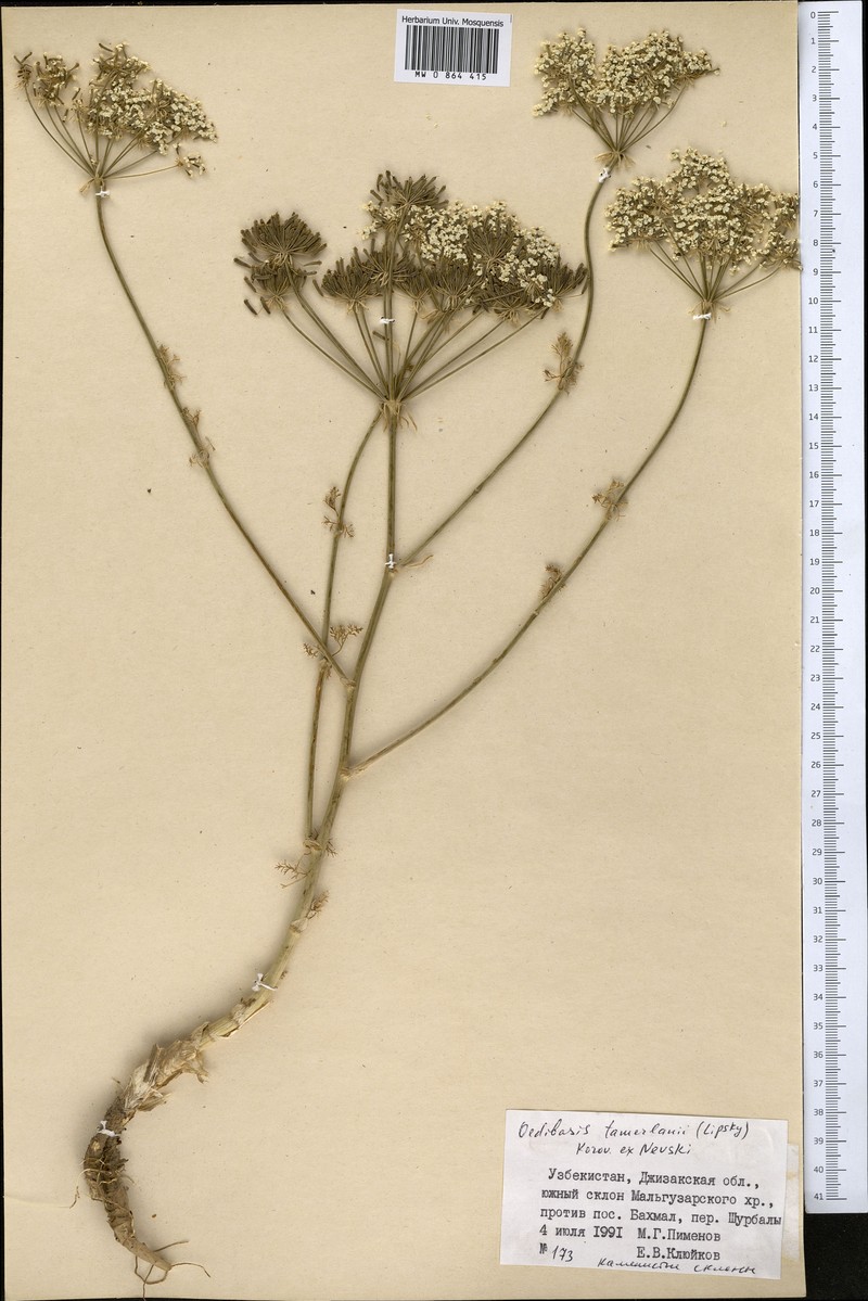 Oedibasis chaerophylloides photo 2