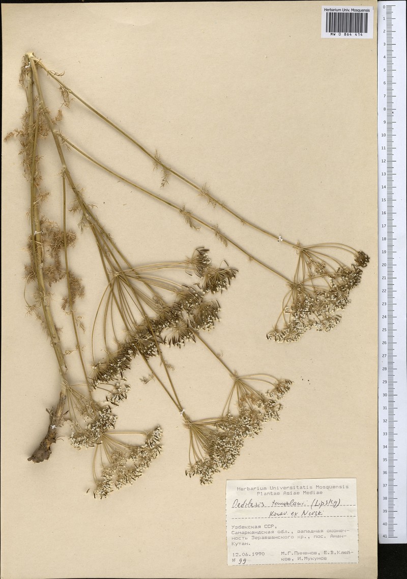 Oedibasis chaerophylloides photo 3