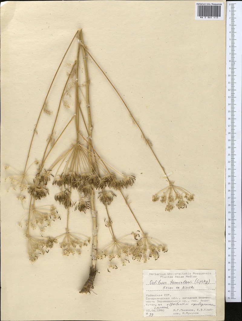 Oedibasis chaerophylloides photo 4