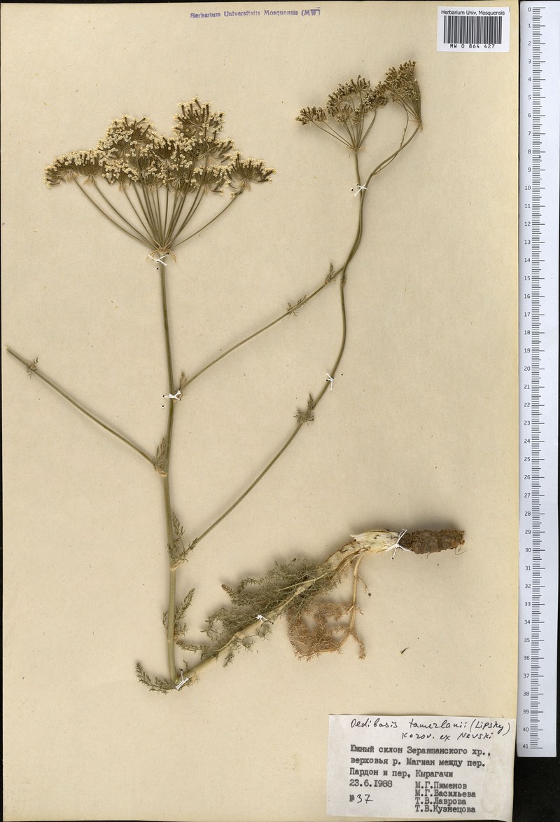 Oedibasis chaerophylloides photo 5