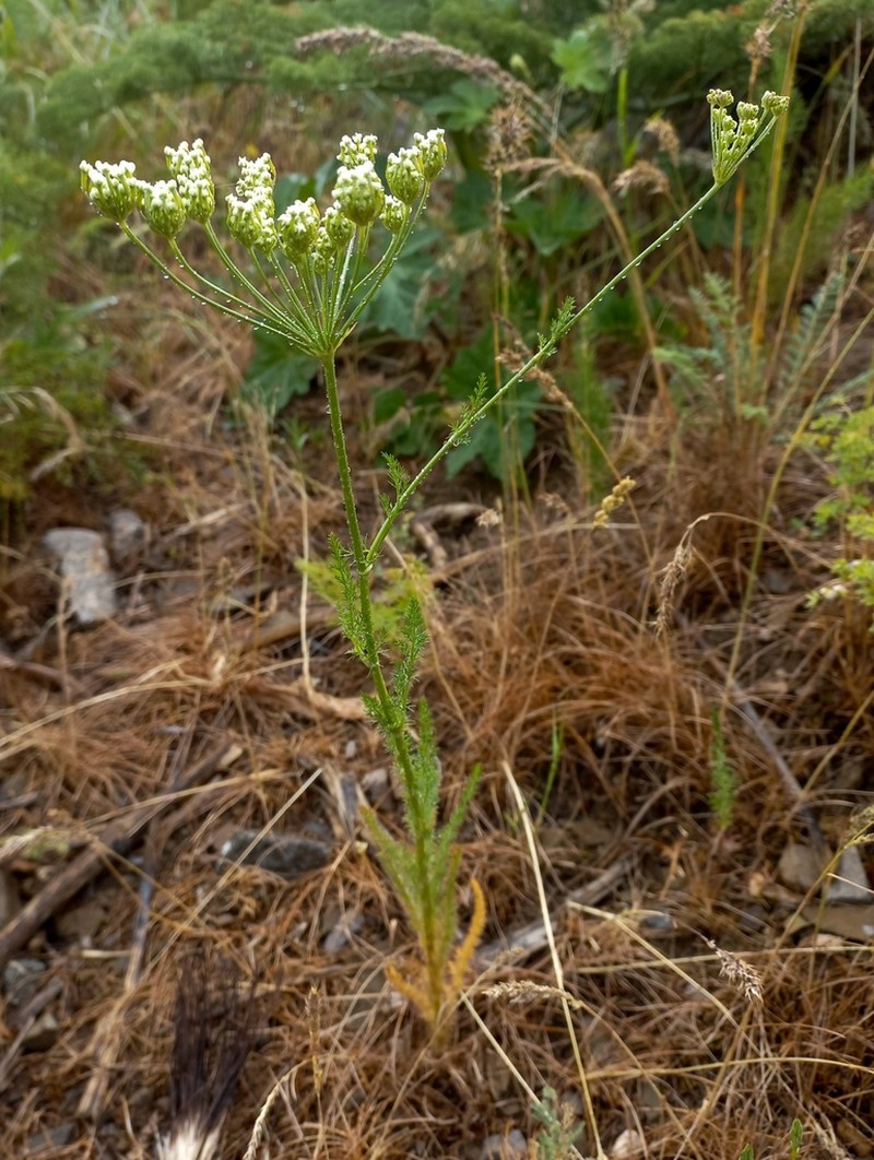 Oedibasis platycarpa