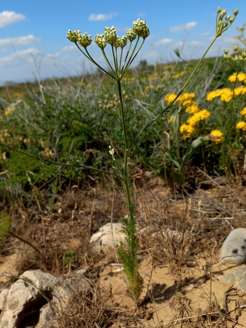 Oedibasis platycarpa photo 2